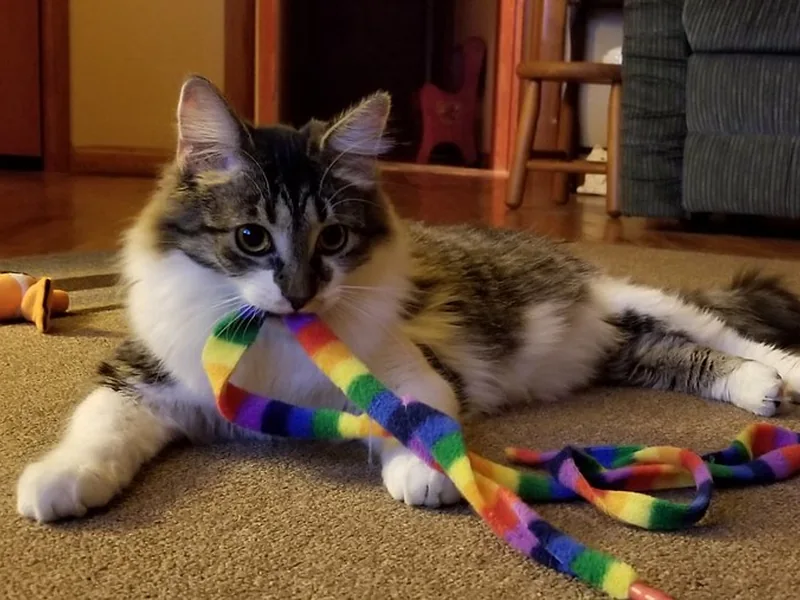 Gato atigrado sujetando la cinta de tela multicolor de un juguete Cat Charmer Rainbow