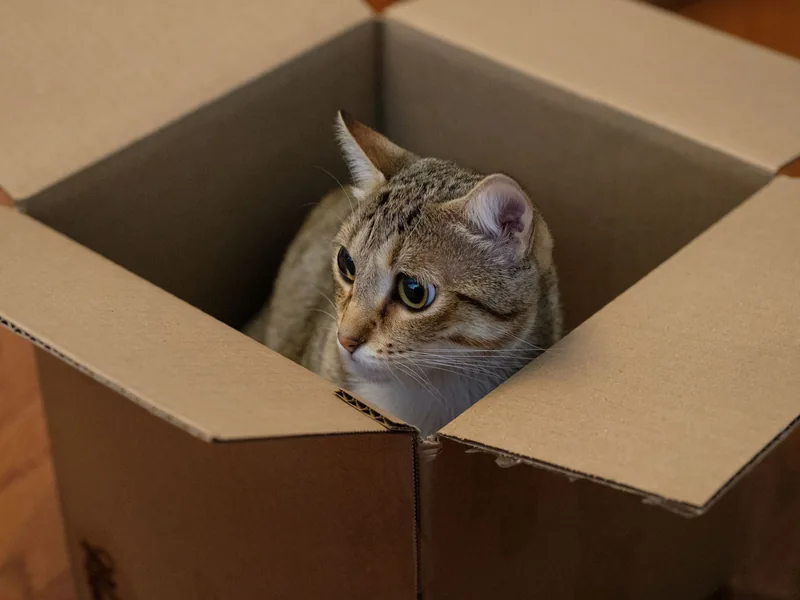 Gato atigrado asomándose desde el interior de una caja de cartón abierta