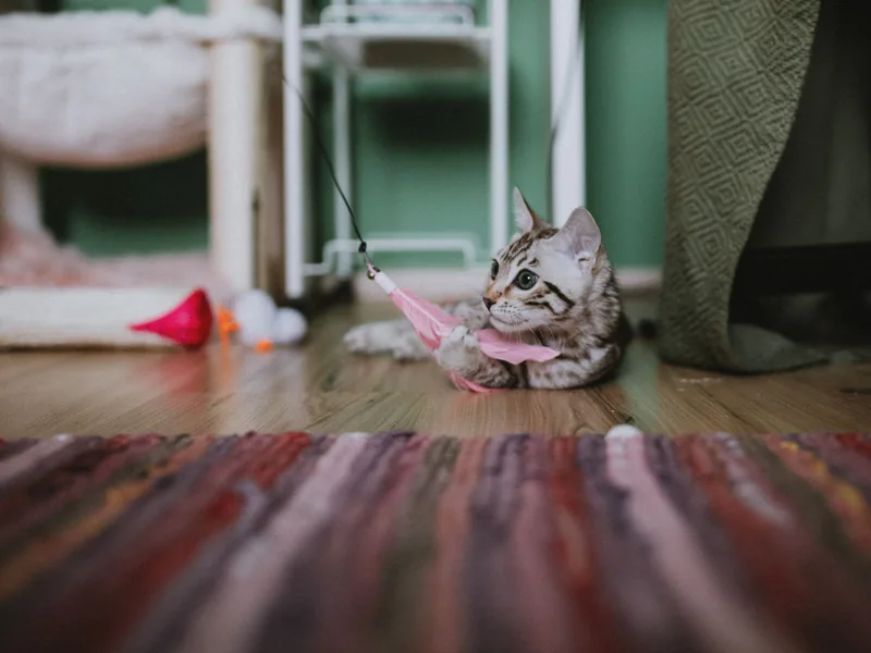 Gatito atigrado tumbado junto a una caña con plumas rosas en el interior de una casa
