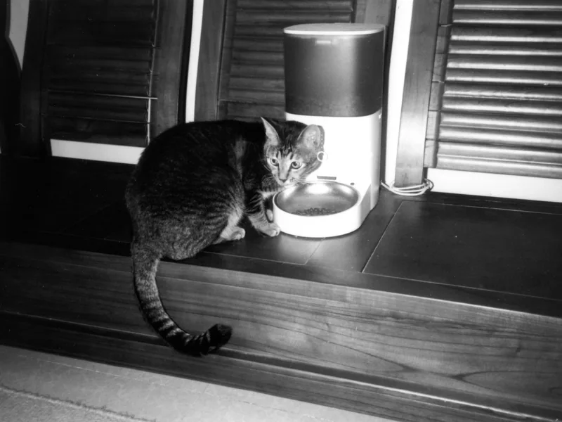 Fotografía en blanco y negro de un gato junto a un dispensador automático de comida