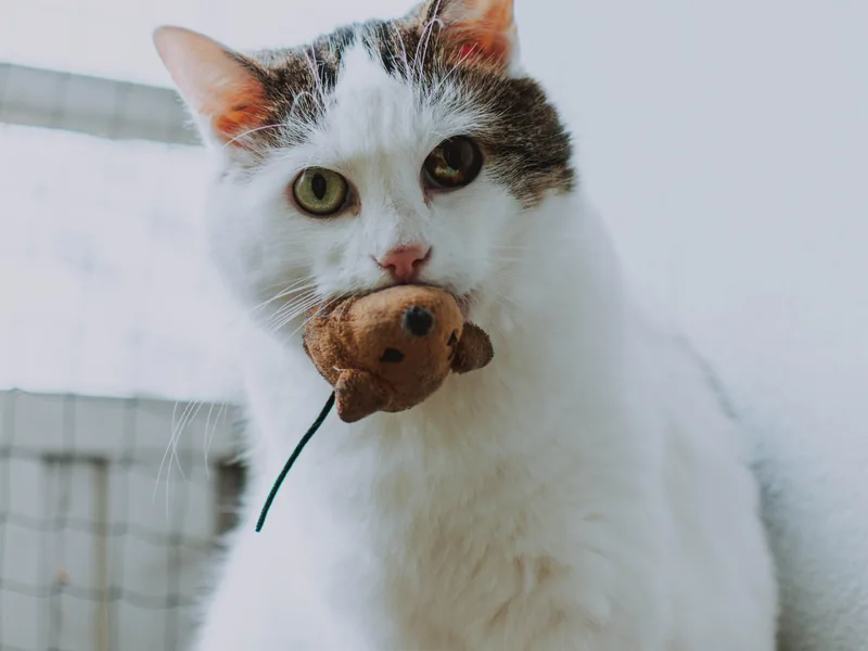 Gato blanco y atigrado sujetando un ratón de peluche marrón con la boca