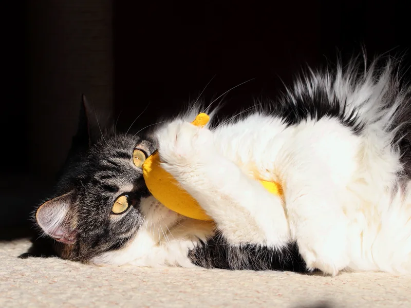Gato blanco y atigrado abrazando un juguete amarillo con forma de plátano y catnip