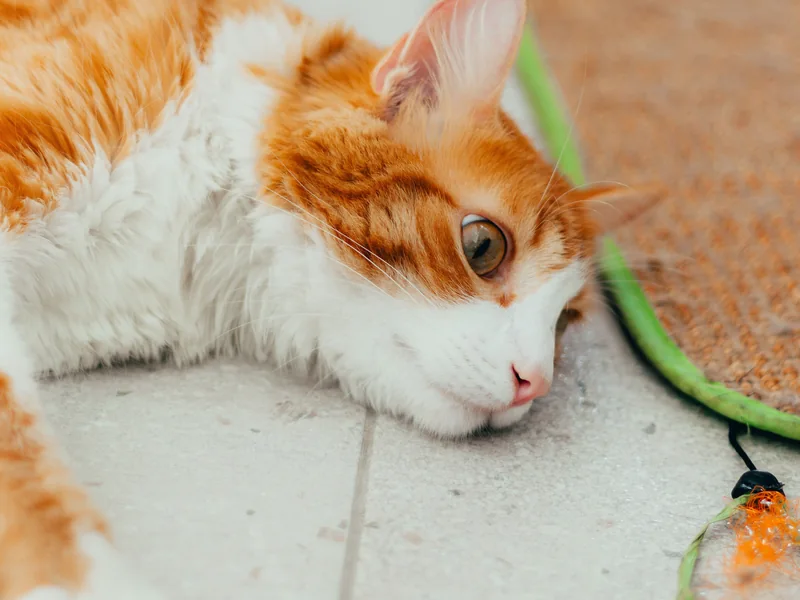 Gato naranja y blanco tumbado junto a una caña verde y su señuelo naranja