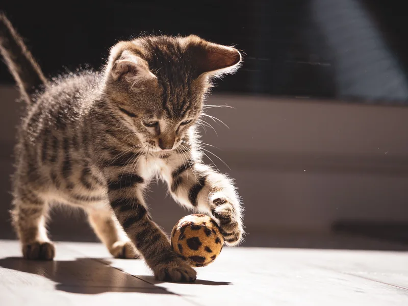Gatito atigrado jugando con una pelota de tela sobre un suelo de madera