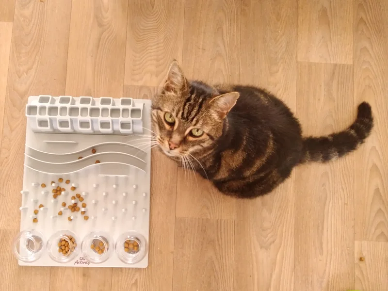 Gato atigrado junto a un tablero blanco de comida con vasos, ondas, puntas y túnel