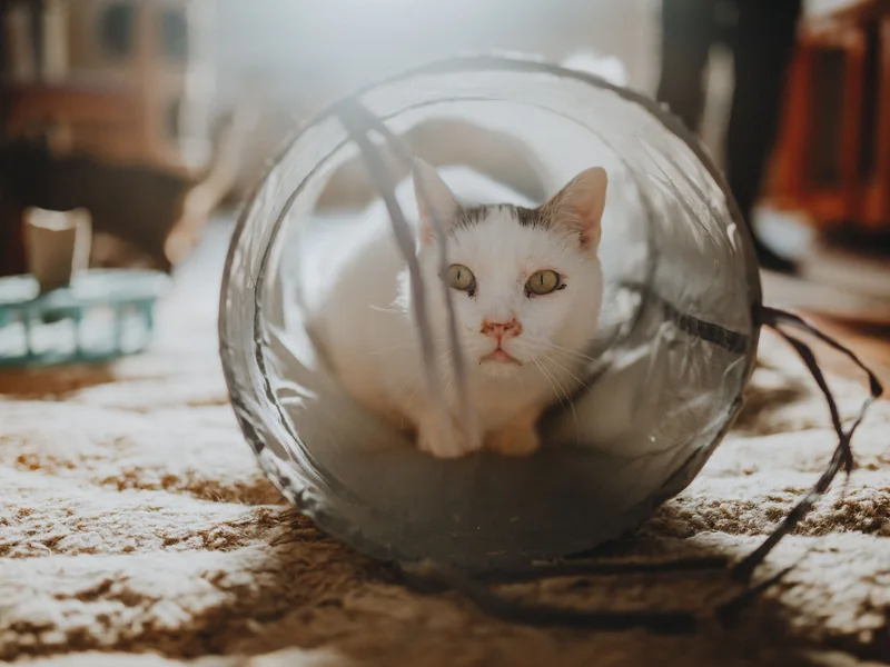 Gato blanco dentro de un túnel translúcido sobre una alfombra iluminada por el sol
